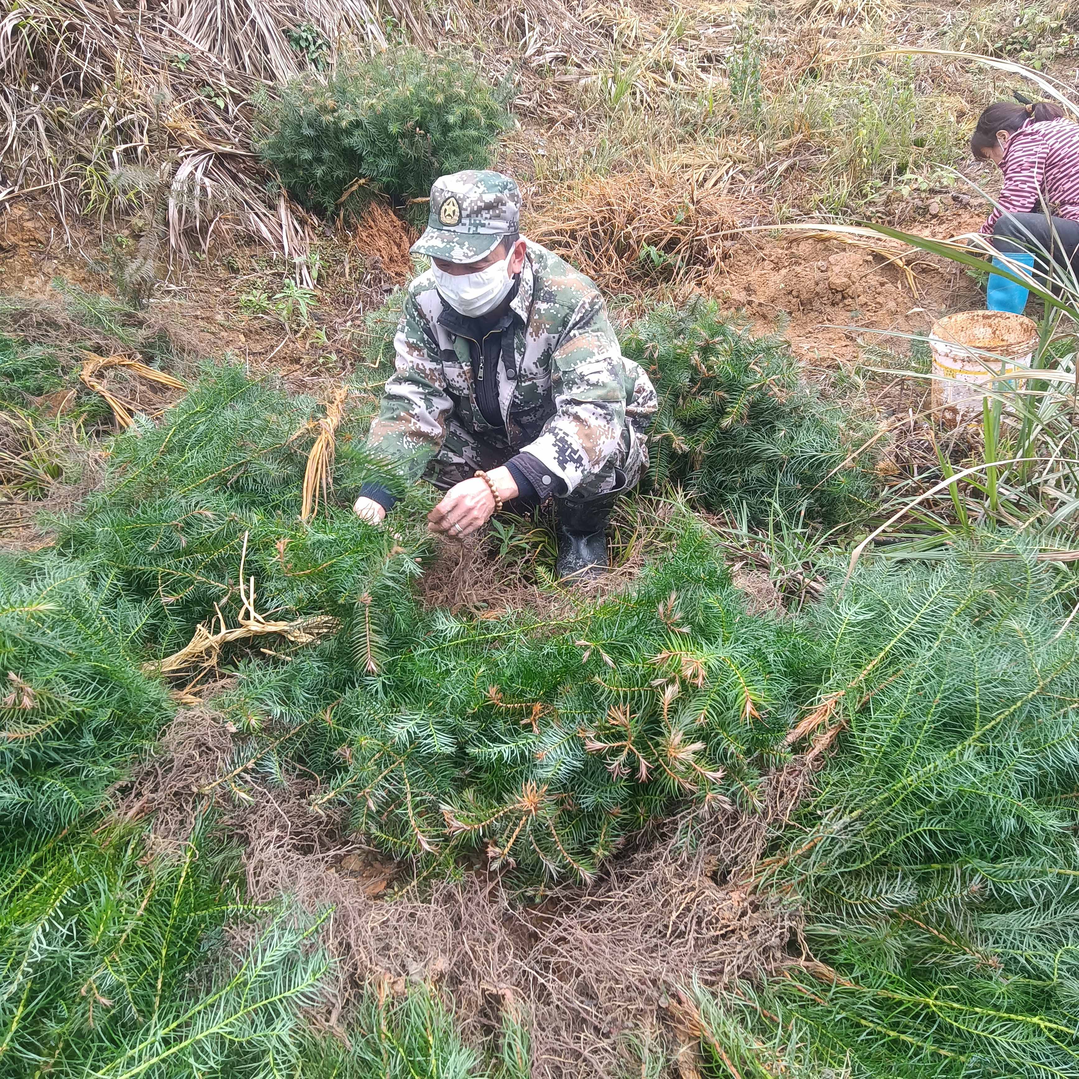 春風拂綠，萬象更新，植樹造林正當時